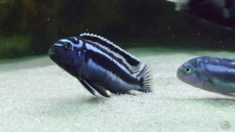 Melanochromis cyaneorhabdos sp. maingano von Christof Brixner (32)