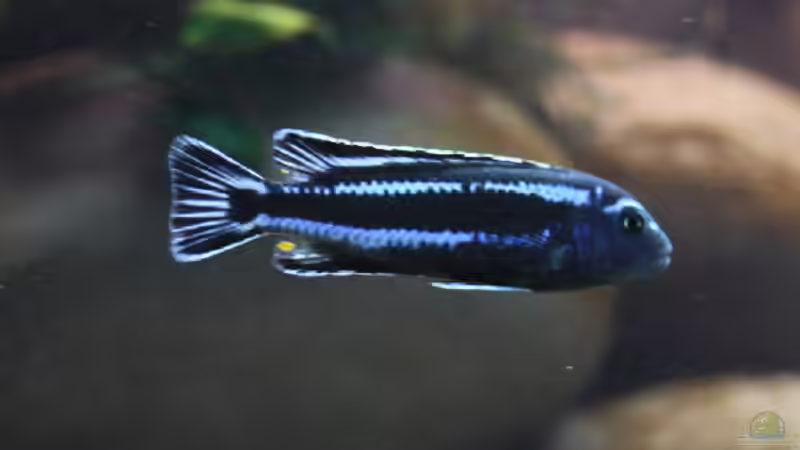 Melanochromis Cyaneorhabdos von Dicker1904 (9)