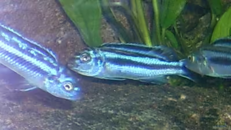 Melanochromis Cyaneorhabdos von Gallireya Reef (7)