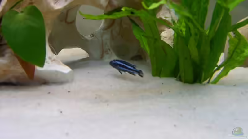 Melanochromis cyaneorhabdos von Kleene69 (15)