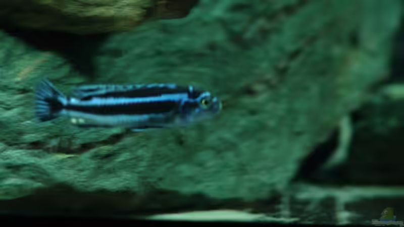 Melanochromis cyaneorhabdos von Mbunafan (13)