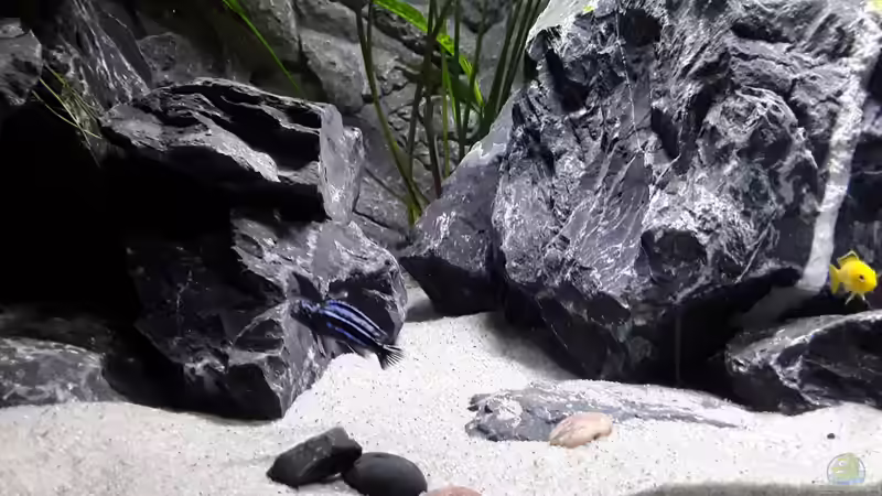 Melanochromis Cyaneorhabdos von MbunaTowers (24)