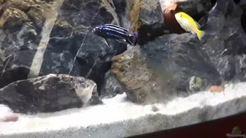 Melanochromis cyaneorhabdos von MbunaTowers (31)