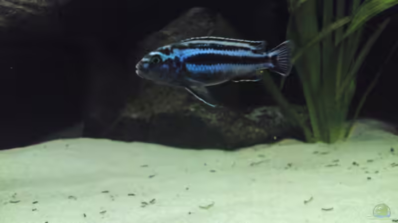 Melanochromis Cyanerohabos Maingano Bock von Master S2308 (25)
