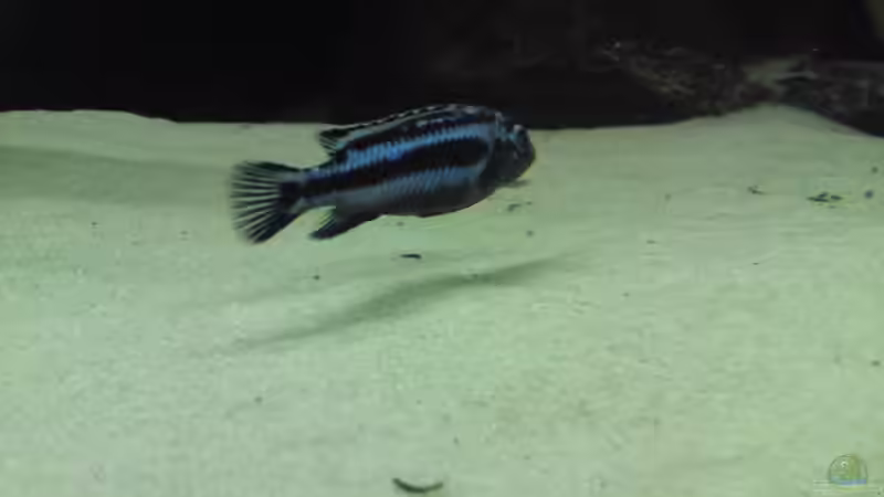 Melanochromis Cyanerohabos Maingano Bock von Master S2308 (26)