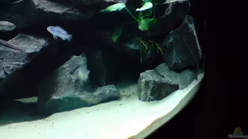 Melanochromis Cyanerohabos Maingano von Master S2308 (16)