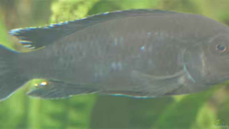 Melanochromis Interruptus (?) m (Melanin - Anti-Albino) von Gerhard Schrenk (28)