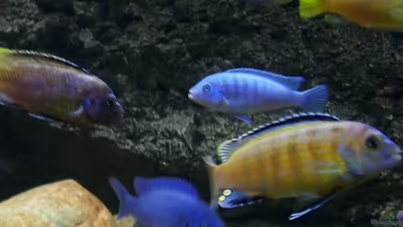 Melanochromis interruptus männchen beim umfärben. von Rene Sarink (25)