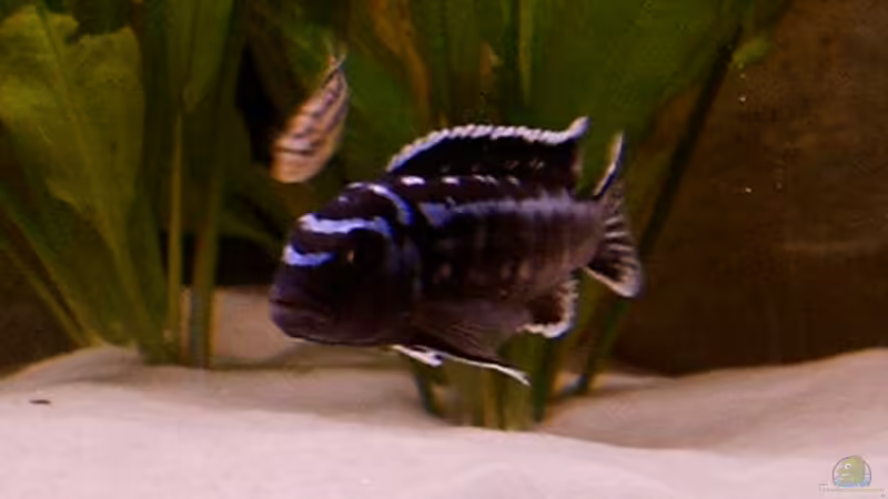 Melanochromis interruptus männchen von Ronny Laumer (9)
