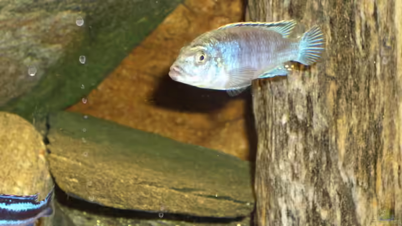 Melanochromis joanjohnsonae  von Deniz Özcan (4)