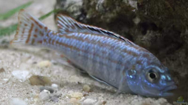 Melanochromis Joanjohnsonae von Gerhard Schrenk (24)