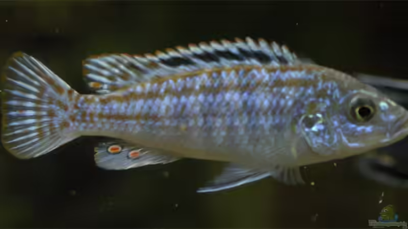 Labidochromis joanjohnsonae im Aquarium halten (Einrichtungsbeispiele für "Perle von Likoma")