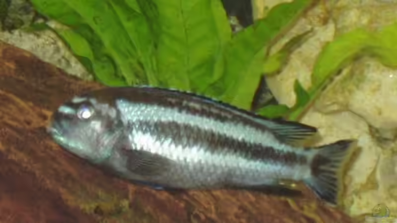 Melanochromis johanni Bock von Big-Brother (5)