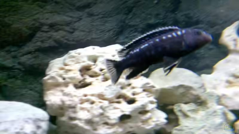 Melanochromis johanni (m) von Jan Metschurin (20)