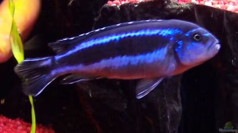 Melanochromis Johanni von Detlef Lehmann (8)