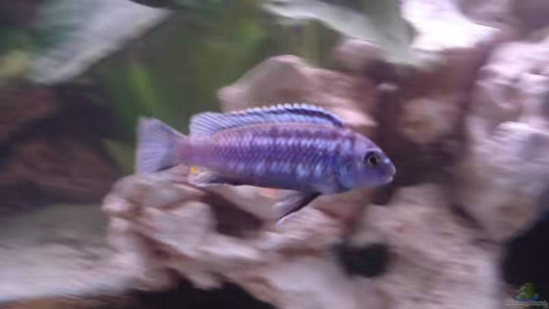 Melanochromis johanni von Florian Frank (13)