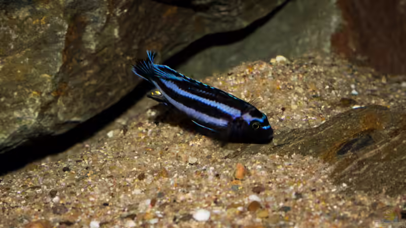 Einrichtungsbeispiele für Aquarien mit Melanochromis johannii (Kobaltorangebuntbarsch)