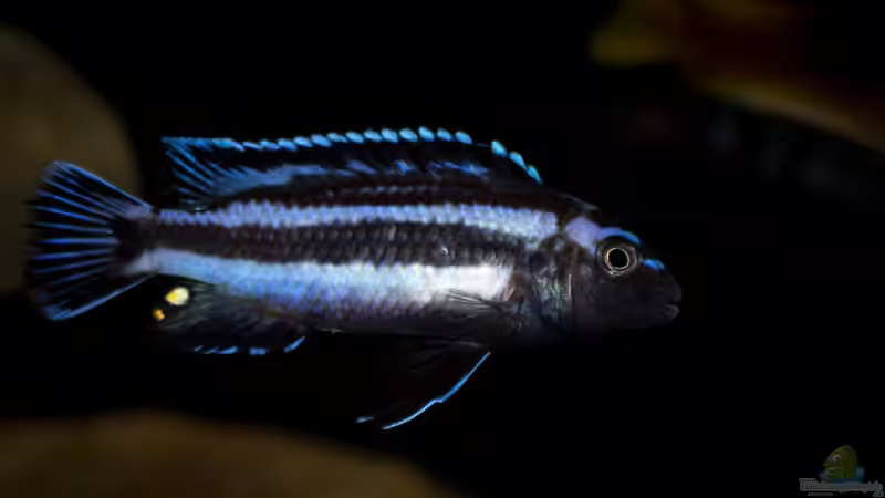 Melanochromis johannii - immer mehr Farbe kommt durch .. von AjakAndi (54)