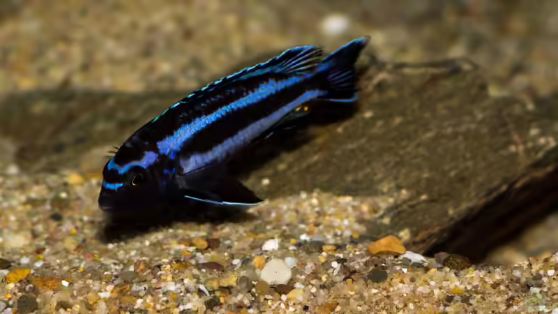 Einrichtungsbeispiele für Aquarien mit Melanochromis johannii (Kobaltorangebuntbarsch)