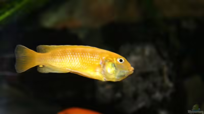 Einrichtungsbeispiele für Aquarien mit Melanochromis johannii (Kobaltorangebuntbarsch)