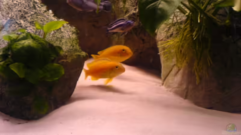 Melanochromis johannii weibchen von Ronny Laumer (13)