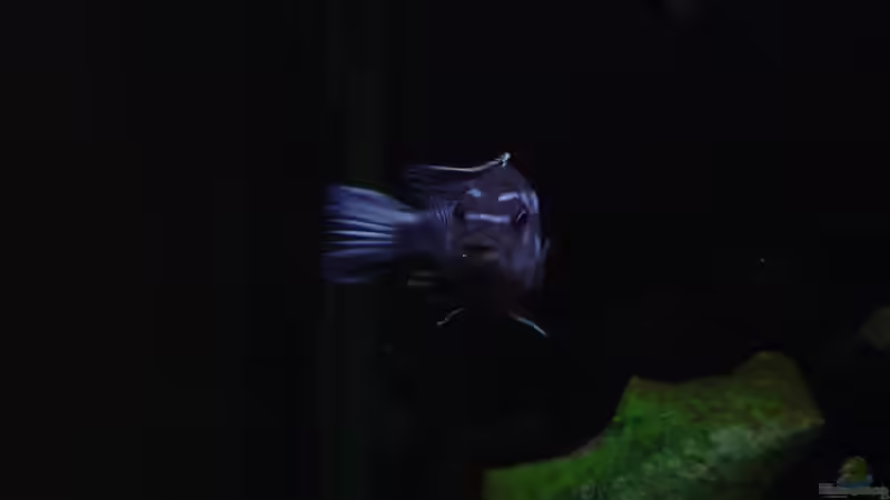 Einrichtungsbeispiele für Aquarien mit Melanochromis johannii (Kobaltorangebuntbarsch)