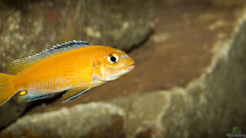 Einrichtungsbeispiele für Aquarien mit Melanochromis johannii (Kobaltorangebuntbarsch)