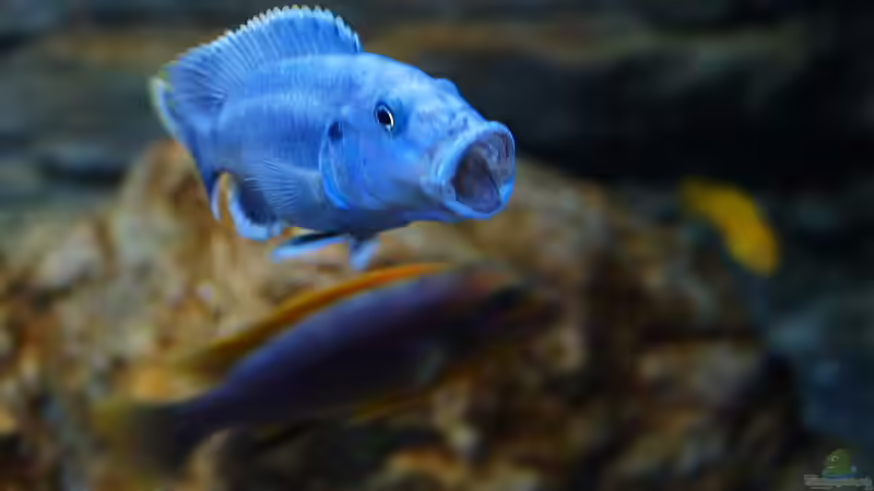 Aquarien mit Melanochromis kaskazini (Northern blue)