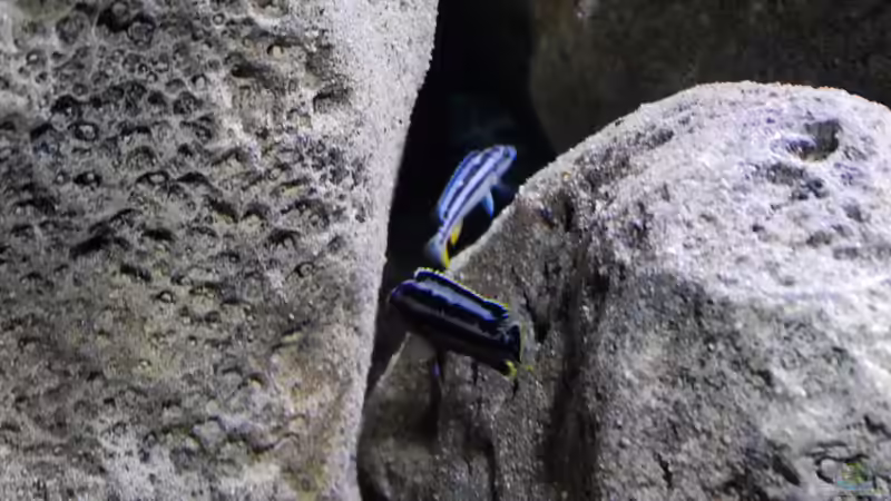 Aquarien mit Melanochromis kaskazini (Northern blue)