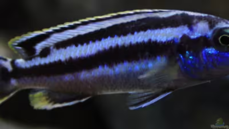 Aquarien mit Melanochromis kaskazini (Northern blue)