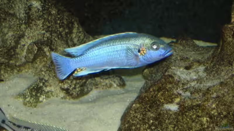 melanochromis lapidophage Paar von exodus73 (23)