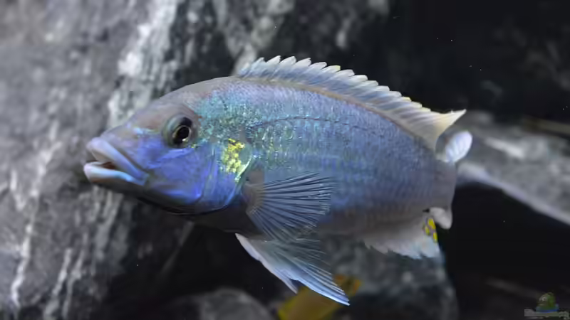 Melanochromis lepidiadaptes Männchen von DaKo77 (38)