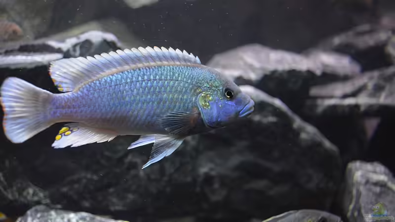 Aquarien mit Melanochromis lepidiadaptes (Einrichtungsbeispiele für Melanochromis sp. "northern blue")