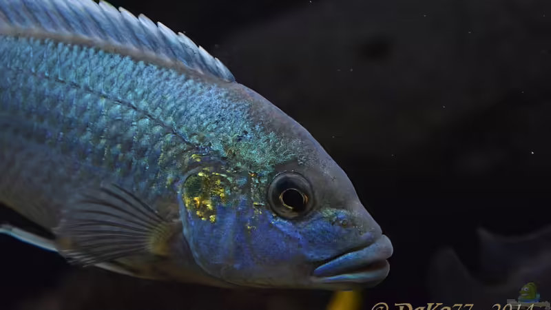 Melanochromis lepidiadaptes von DaKo77 (36)