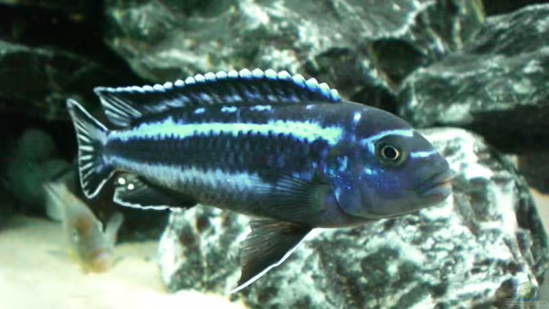 Melanochromis maingano   von Thomas Dietrich (23)