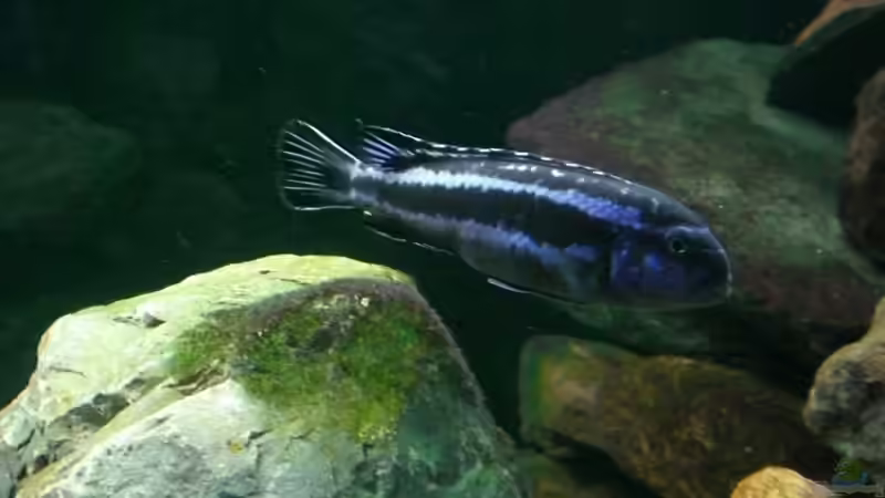 Melanochromis maingano   von Thomas Dietrich (24)