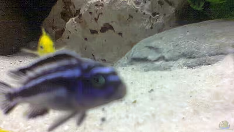 Melanochromis Maingano 5 Stck 3-4 cm von Dirk Giebken (7)