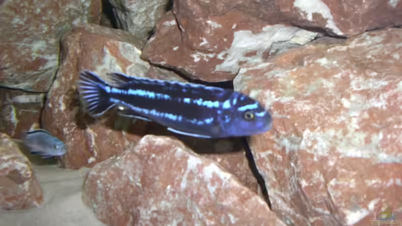 Melanochromis maingano Bock mit Socolofi Jungtier von ambrogio (22)
