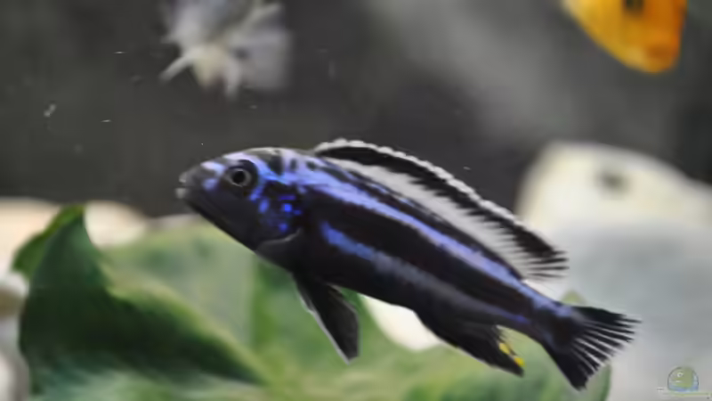 Melanochromis maingano männchen von Marco Rath (9)