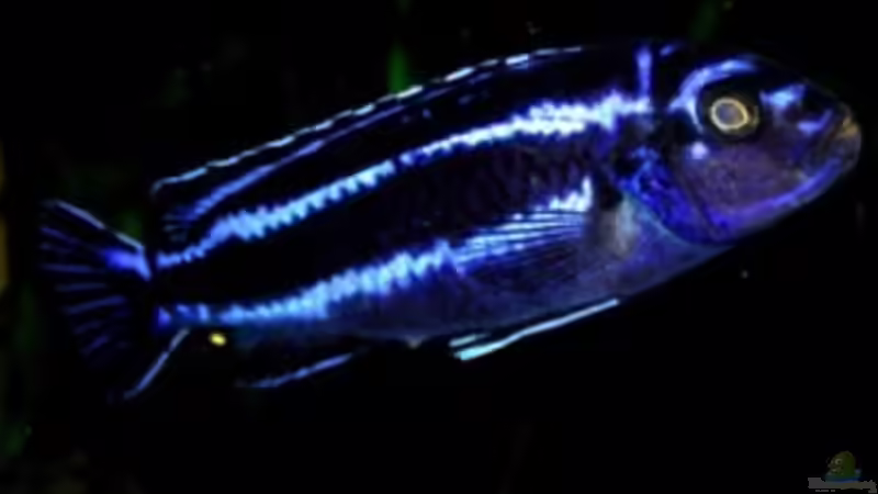 Melanochromis Maingano männchen von Olaf Kaul (7)