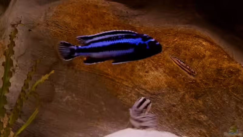 Melanochromis Maingano männchen von Ronny Laumer (10)