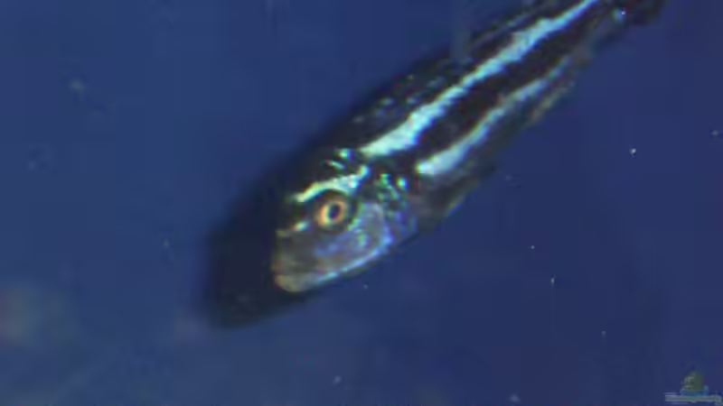 Melanochromis Maingano von Dominik Geissert (7)