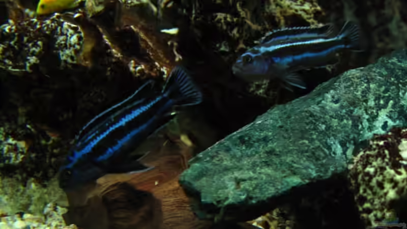 Melanochromis Maingano von Harald Gröner (12)