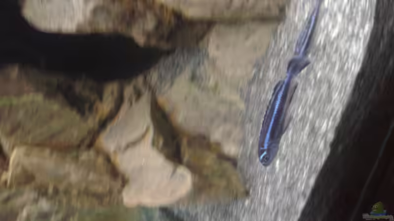 Melanochromis Maingano von Tobias Janßen (8)