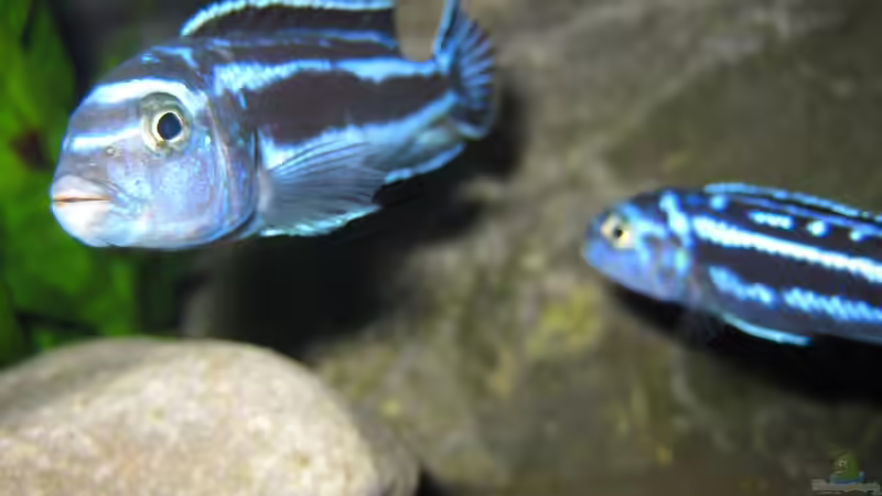 Melanochromis maingano von Tomson (5)