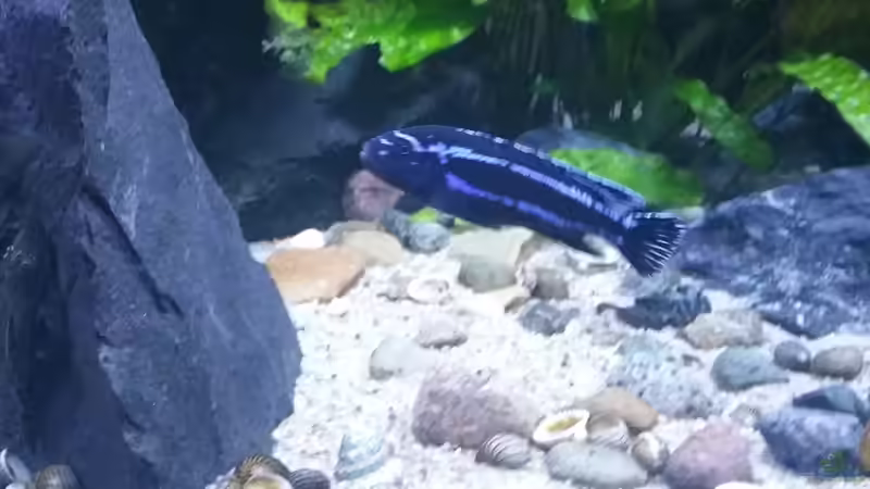 Melanochromis maingano von Uncas (24)