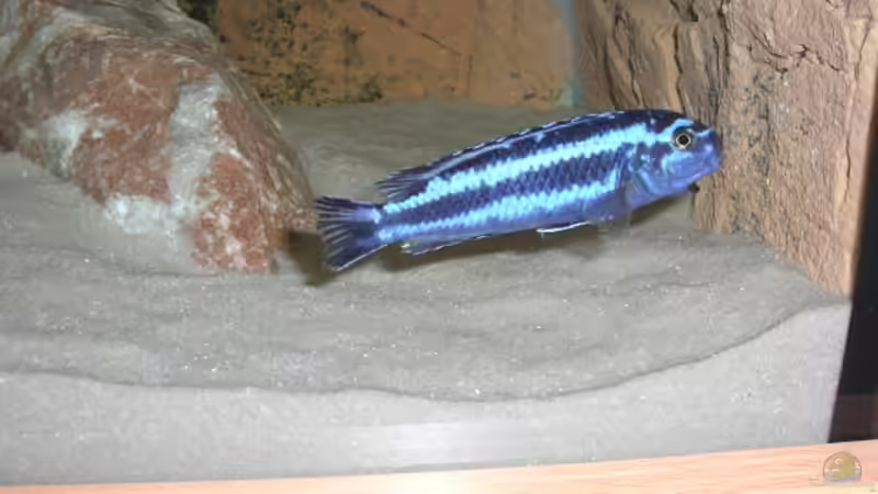 Melanochromis maingano Weibchen von ambrogio (21)