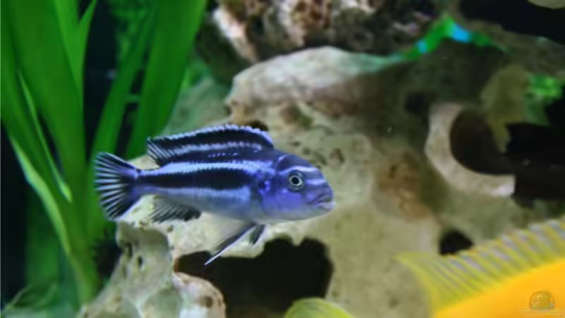 Melanochromis maingano Weibchen von M3z (17)