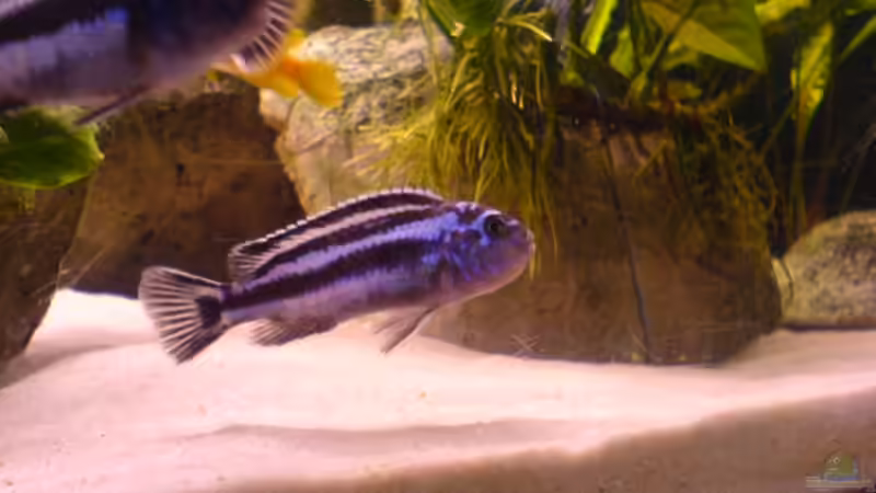 Melanochromis Maingano weibchen von Ronny Laumer (11)