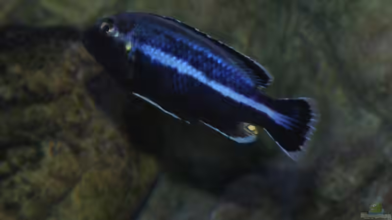 Melanochromis paralellus Männchen von Tom (17)